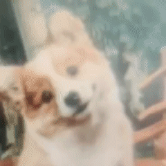 0202_6.gif